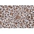 P Kaufmann Feline Printed Cotton Drapery Fabric in Leopard 